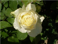 f34cbb36-Picture 2725.jpg
